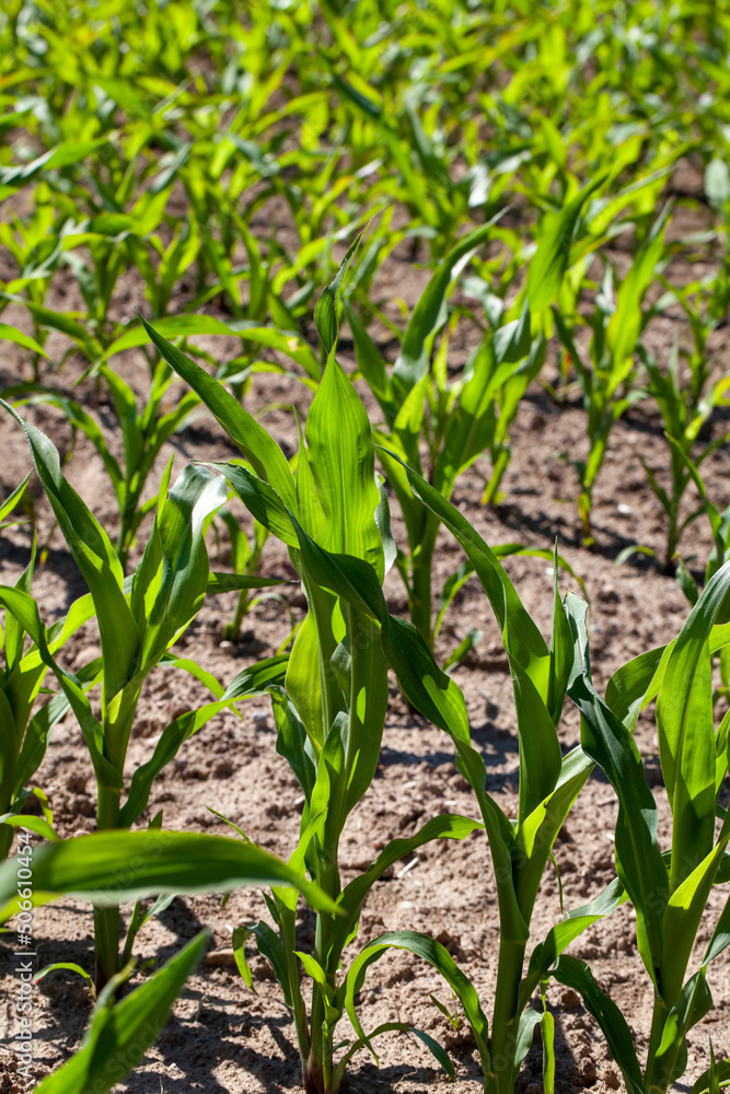 agricultural field with corn in soil and mud agricultural field with corn in soil and mud