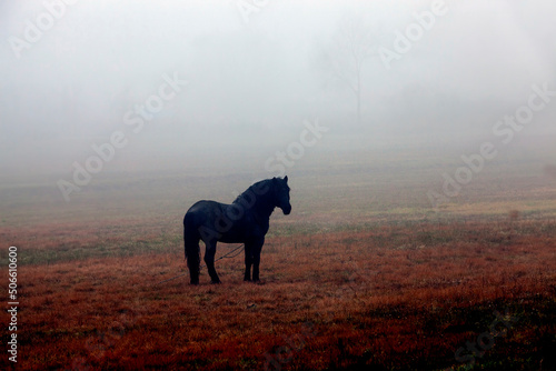 a black horse grazing on a field in autumn