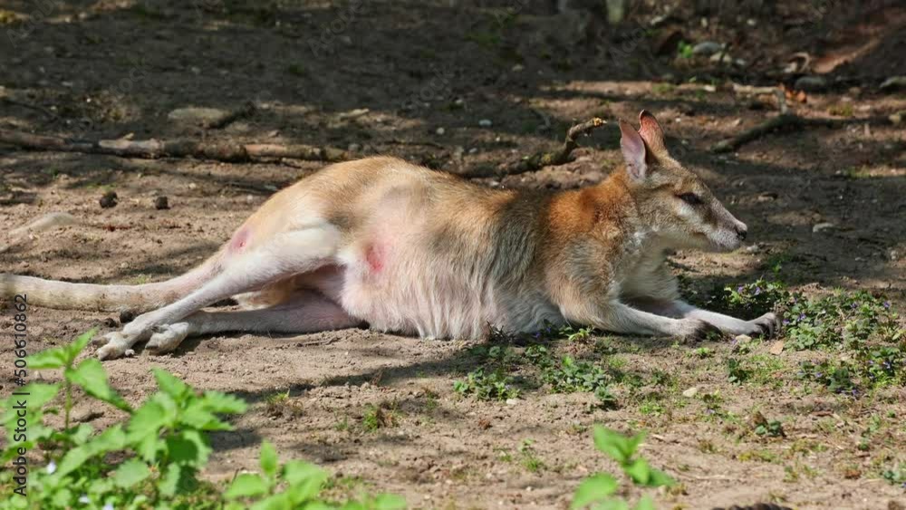 The agile wallaby, Macropus agilis also known as the sandy wallaby is a species of wallaby found in northern Australia and New Guinea. The agile wallaby, Macropus agilis also known as the sandy wallaby is a species of wallaby found in northern Australia and New Guinea.
