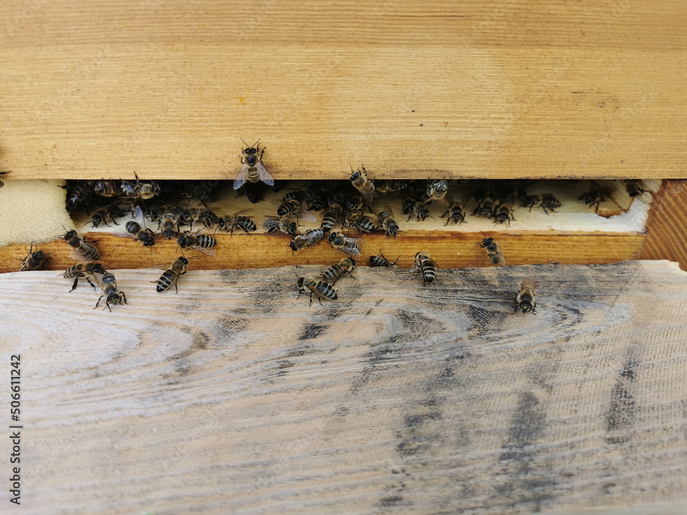 Obraz premium Viele Bienen am Eingang zum Bienenstock