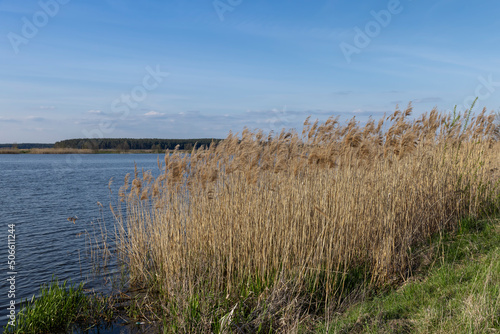 grass and other plants growing near the water of the lake