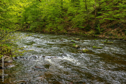 river in the forest