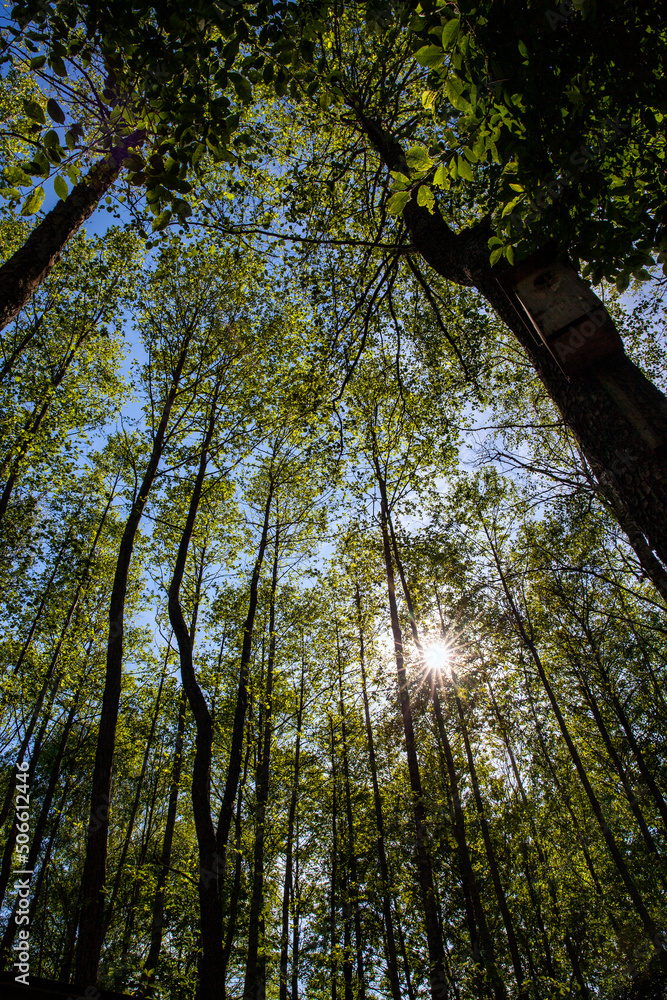 Obraz premium deciduous trees growing in the park in the summer