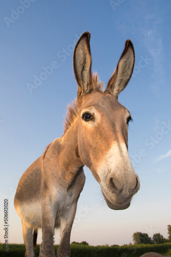Portrait of funny brown donkey over blue sky