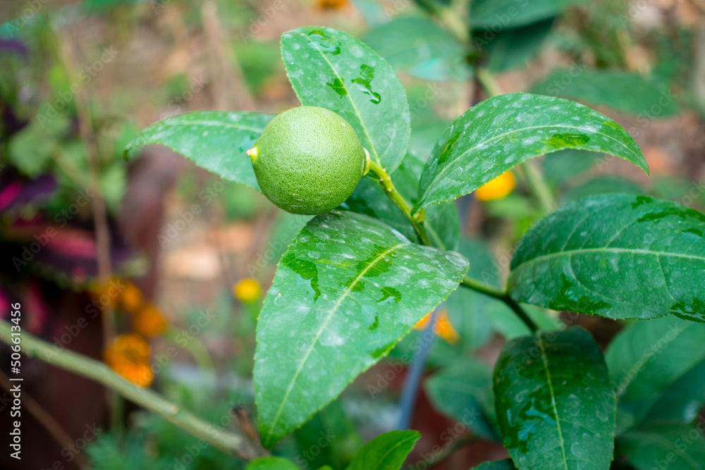Djeruk limau commonly know as lime or lemon hanging on a tree in an Indian garden. Djeruk limau commonly know as lime or lemon hanging on a tree in an Indian garden.