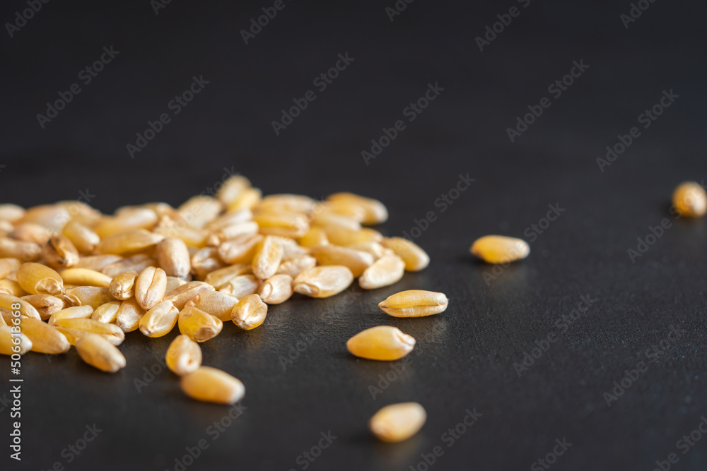 wheat crop grains spilled on dark background wheat crop grains spilled on dark background