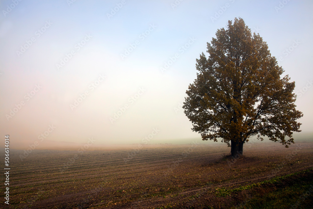autumn tree during leaf fall, changes in nature during the autumn season