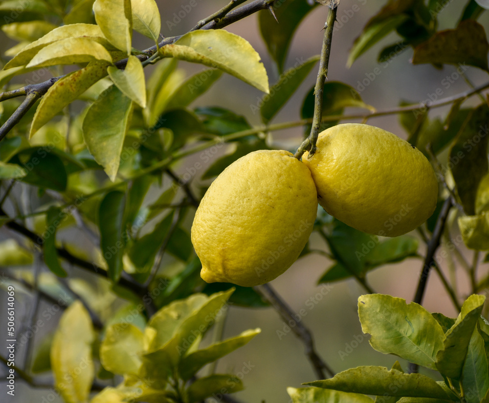 Djeruk limau commonly know as lime or lemon hanging on a tree in an Indian garden.