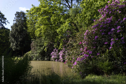 Rhodo im Park