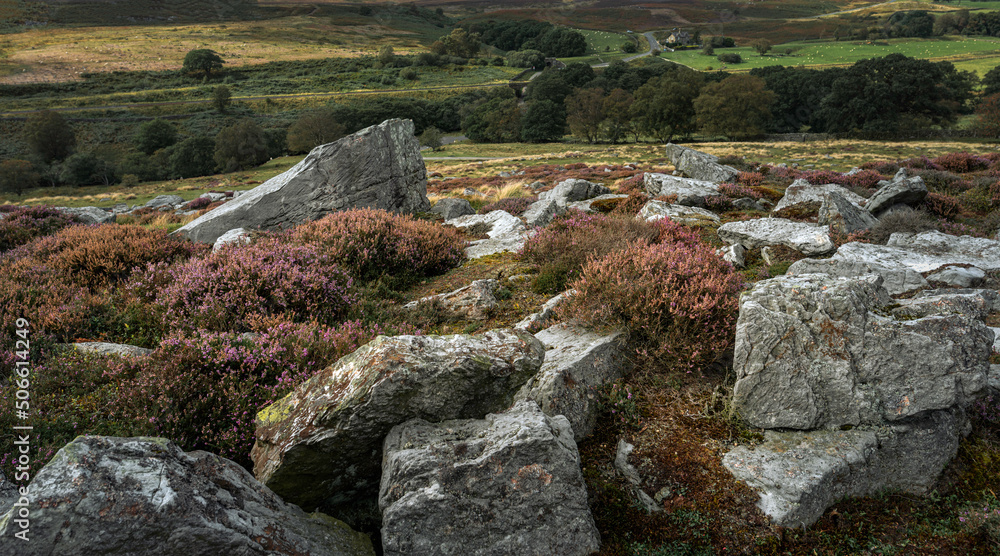 Rocky outcrop with heather in bloom overlooking beautiful landscape. Goathland, UK.