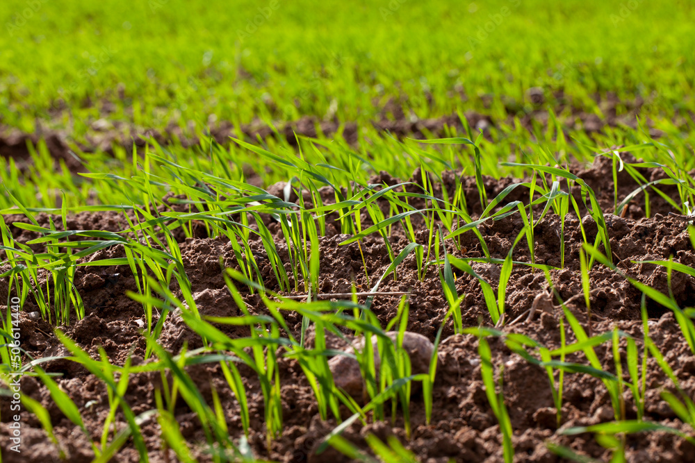young wheat growing on the territory of an agricultural field young wheat growing on the territory of an agricultural field