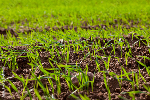 young wheat growing on the territory of an agricultural field