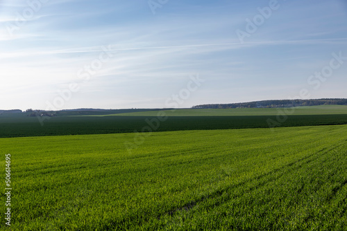 agricultural field where green unripe wheat grows