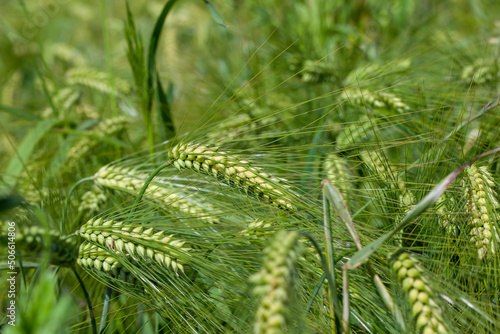 Fototapeta agricultural field where green unripe wheat grows