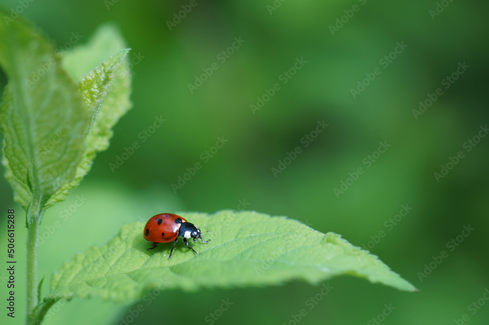 A little ladybug on a green leaf. Insects in nature. Wildlife. Macrophotography A little ladybug on a green leaf. Insects in nature. Wildlife. Macrophotography