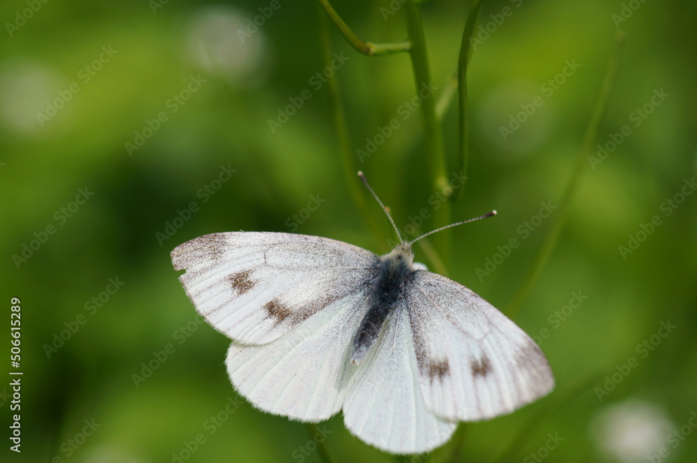 A beautiful butterfly in wildflowers. Insects in nature. A beautiful butterfly in wildflowers. Insects in nature.