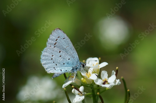 A small blue butterfly on a flower. Beautiful insects in nature. © Станислав 