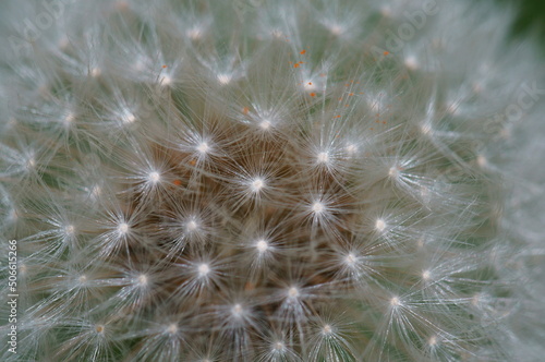 A close-up photo of a dandelion. Macro colors in nature.