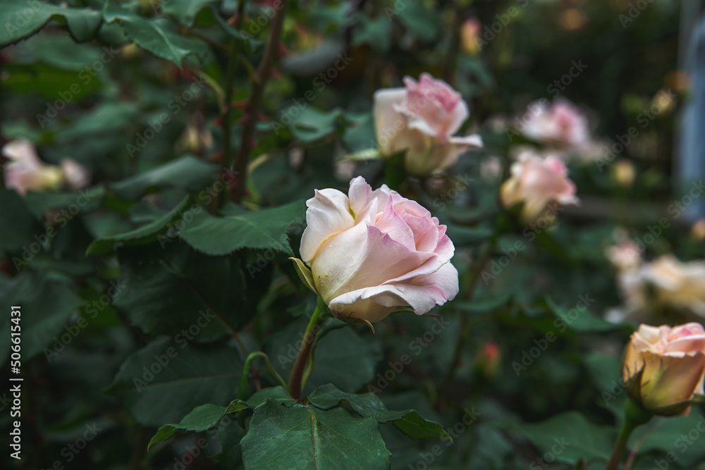 薔薇園の薔薇の花　フレチレース