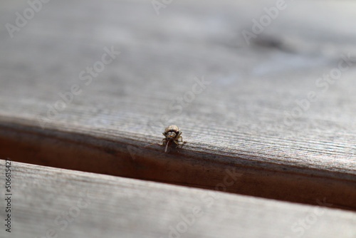 bug on a wooden table board