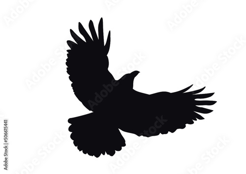 Ein grosser Rabe steigt mit ausgebreiteten Flügeln in die Höhe