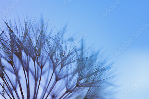 Dandelion with Water Drops Filtered.