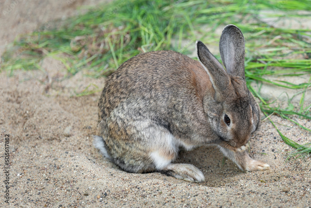One long-eared hare, rabbit close-up sitting on the sand near the grass and licking its paw. Farming. Pet. One long-eared hare, rabbit close-up sitting on the sand near the grass and licking its paw. Farming. Pet.