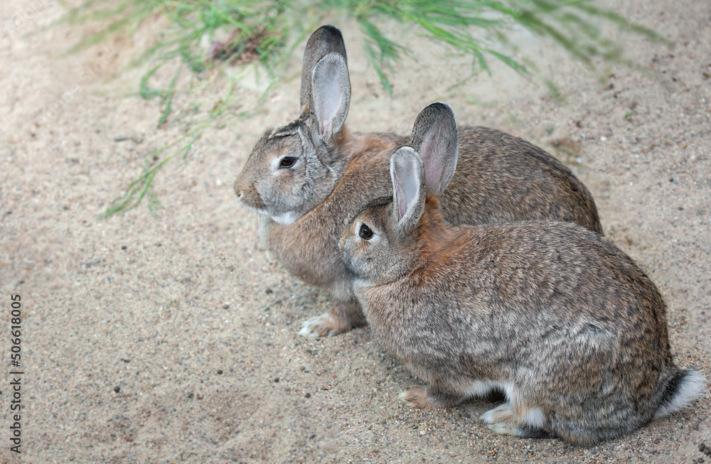 Two long-eared hares, rabbits sit side by side on the sand near the grass. Easter concept. Pet Two long-eared hares, rabbits sit side by side on the sand near the grass. Easter concept. Pet