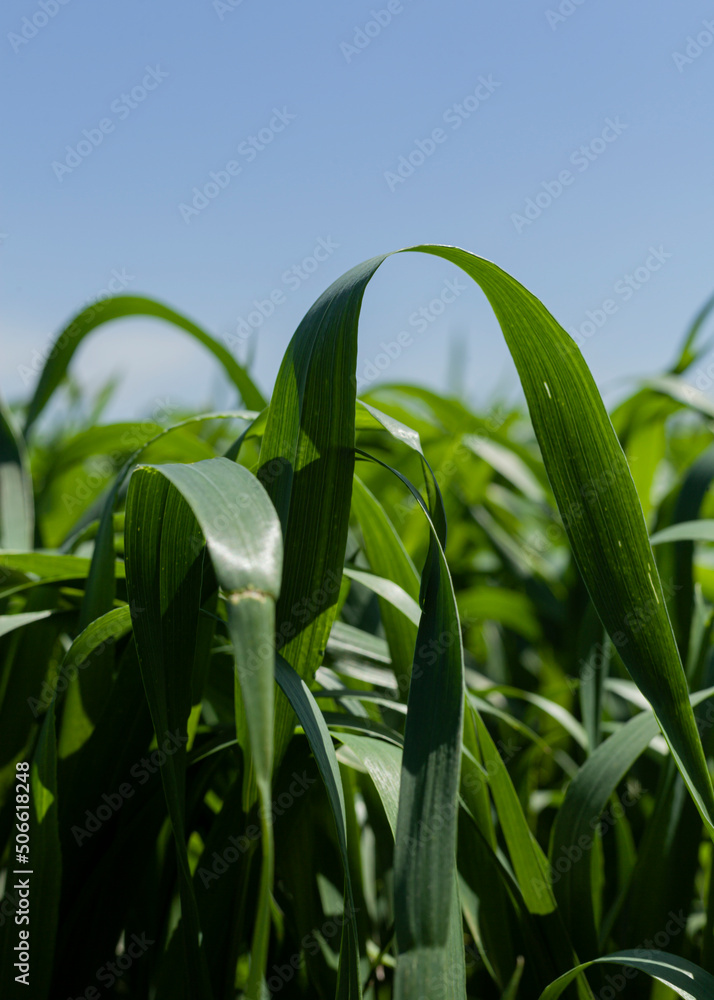 juicy, green, fresh grass grows in a field against the blue sky. Vertical photo juicy, green, fresh grass grows in a field against the blue sky. Vertical photo