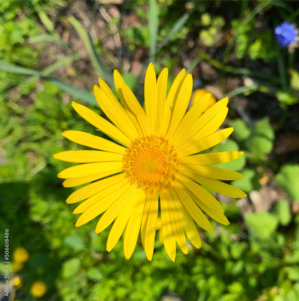 Pflanze Makro Pflanze Makro