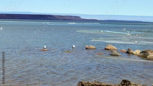 A busy day for seagulls flying over partially ice-covered Canadian lake. photo