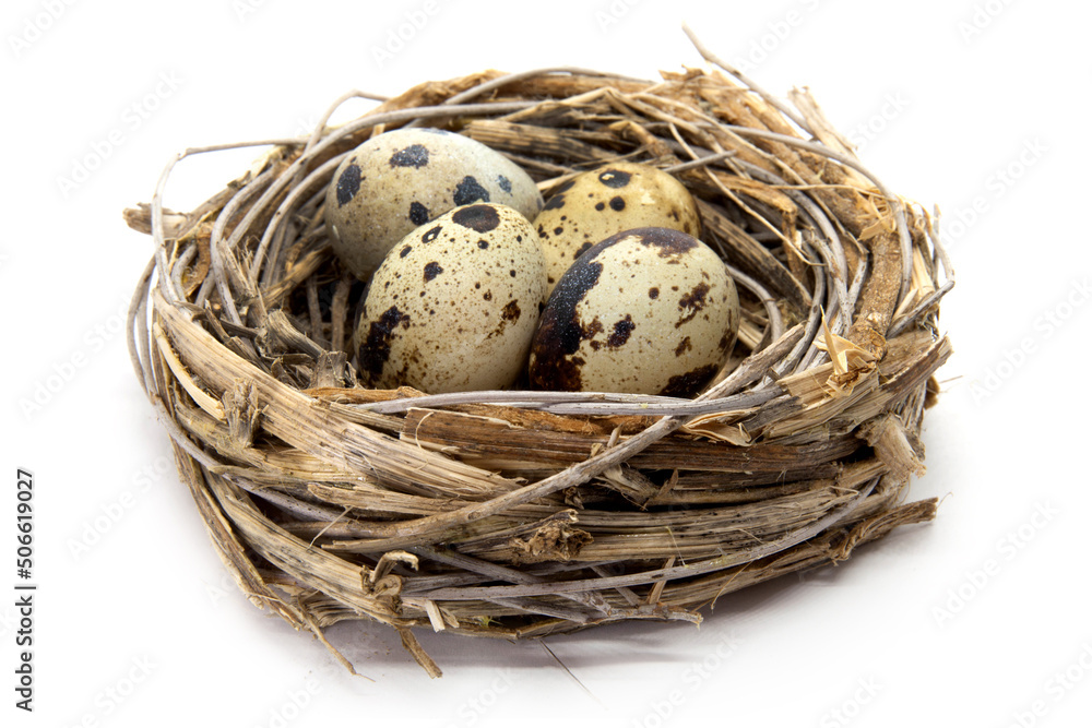 Quail eggs in a straw nest on the white background Quail eggs in a straw nest on the white background