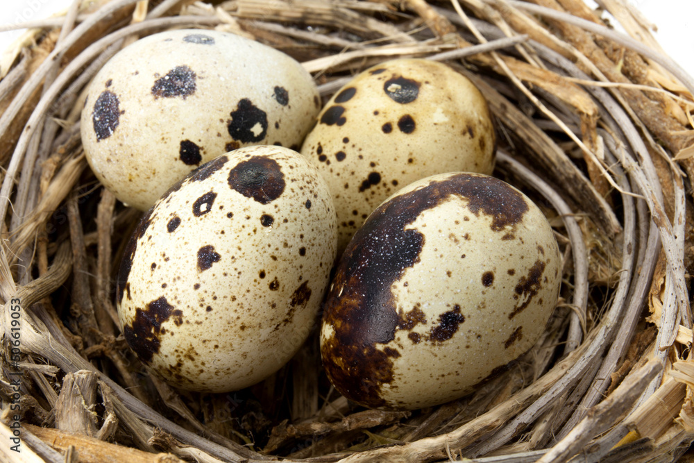 Quail eggs in a straw nest Quail eggs in a straw nest