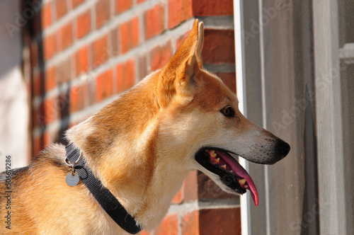 portrait of a spamish podenco dog photo