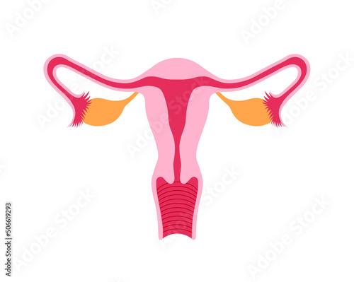 Scientific Designing of Female Reproductive System. Colorful Symbols. Vector Illustration. photo