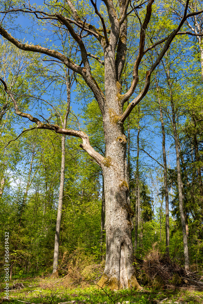 Tall oak tree at the lake Augstroze on a sunny day in Latvia Tall oak tree at the lake Augstroze on a sunny day in Latvia