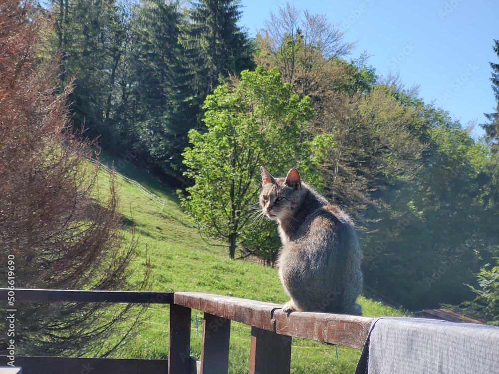 Obraz premium Cat in the nature near the mountain cabin or chalet. Slovakia