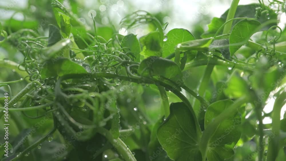 Fresh micro greens growing sweet peas sprouts for healthy salad. Fresh natural organic product. Close up truck slider shot Fresh micro greens growing sweet peas sprouts for healthy salad. Fresh natural organic product. Close up truck slider shot