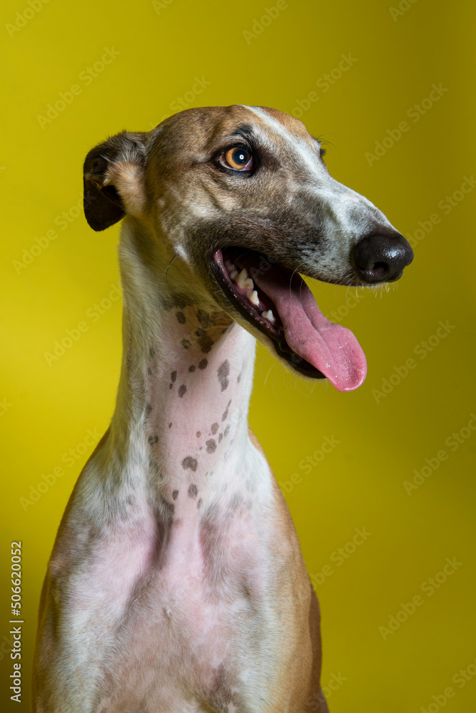 adorable and curious brown and white spotted greyhound dog with big beautiful eyes and big black nose portrait in studio on gray background