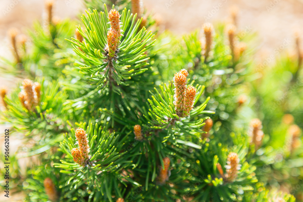 A budding mountain pine (pinus mugo) in spring. Selective focus. A budding mountain pine (pinus mugo) in spring. Selective focus.