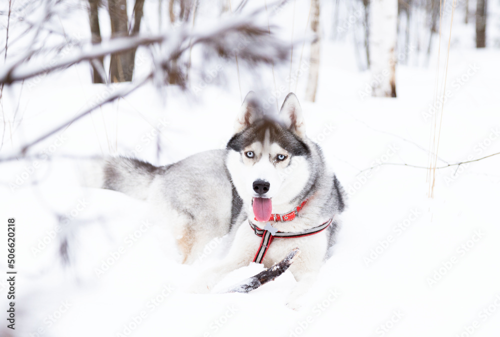 A Siberian husky lying in snow with a stick in winter