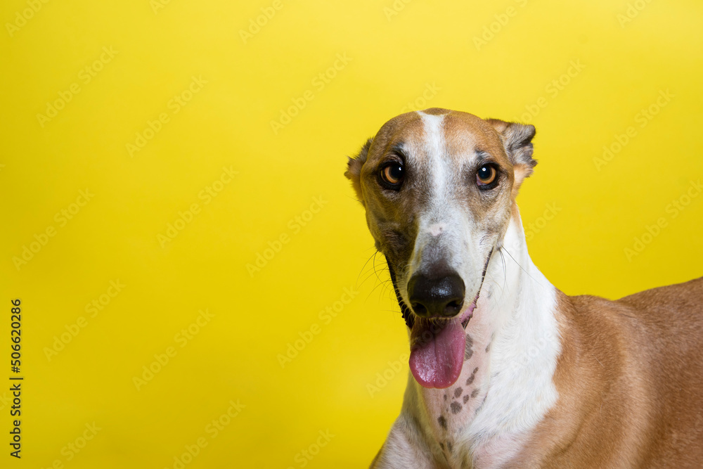 adorable and curious brown and white spotted greyhound dog with big beautiful eyes and big black nose portrait in studio on gray background adorable and curious brown and white spotted greyhound dog with big beautiful eyes and big black nose portrait in studio on gray background