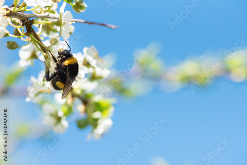 Bumblebee feeding nectar and pollinating Cherry plum or Myrobalan plum flowers. Blooming fruit tree in springtime.