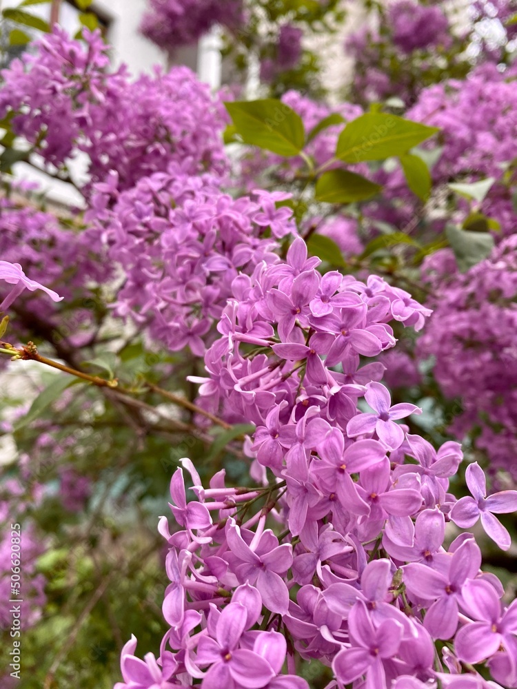 Photos of blooming lilacs. Beautiful lilac bush close-up.