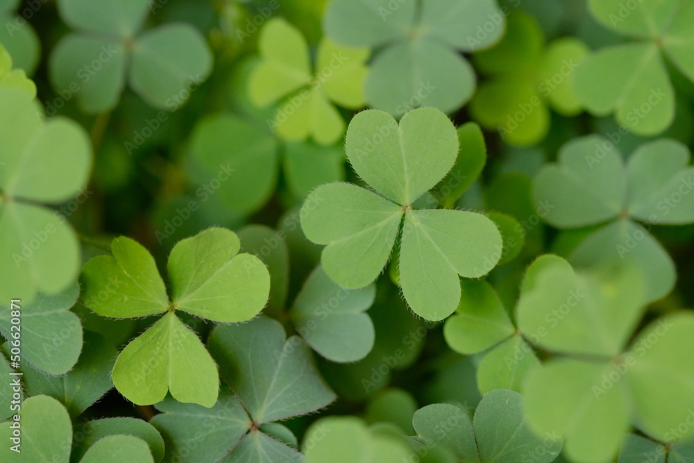 Clover Leaves for Green background with three-leaved shamrocks. st patrick's day background, holiday symbol, Earth Day