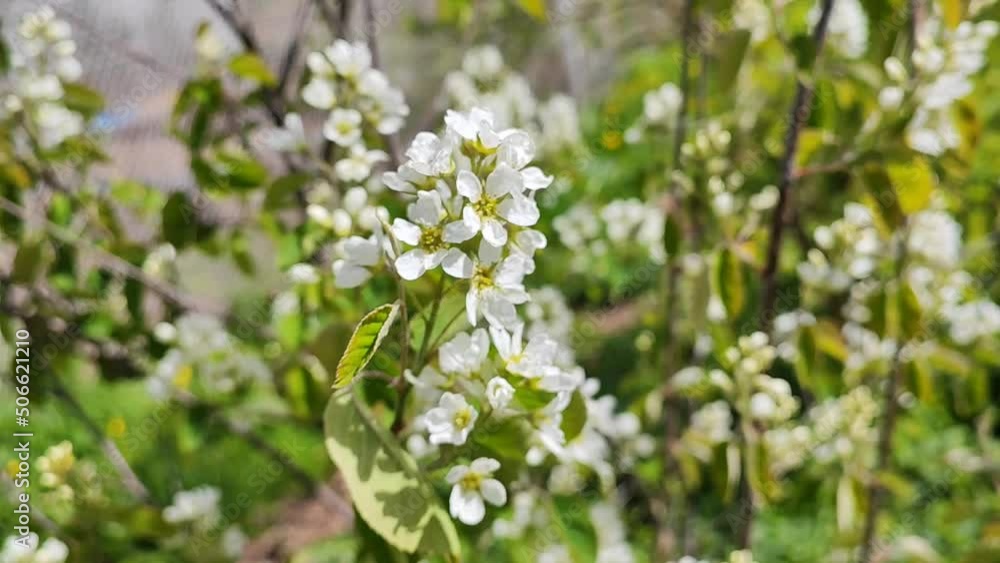 Blooming pear flowers in the garden Blooming pear flowers in the garden
