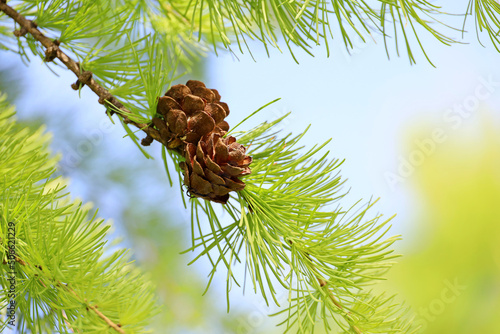 Larch tree in spring, bright green fluffy branches with cones © Oleg