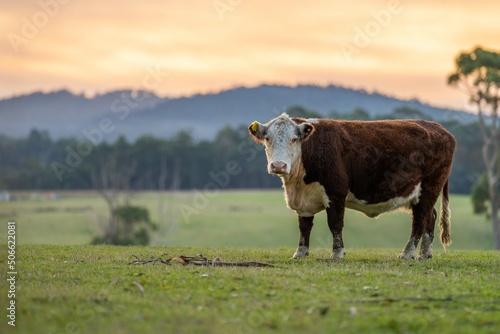 Tableau sur toile Beef cattle and cows in Australia