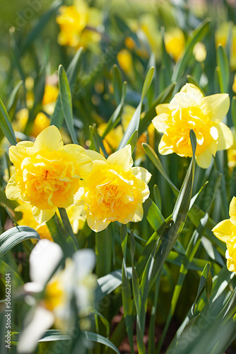 narcissus growing in spring garden