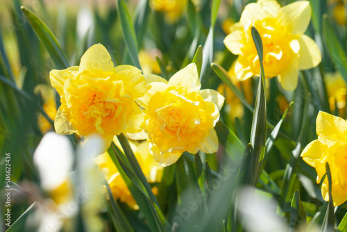 narcissus growing in spring garden